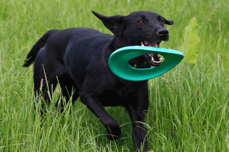 Grow Walkies Safe, secure doggy exercise fields